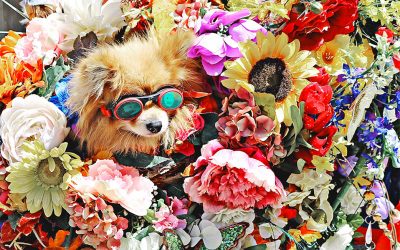 Which Flowers are Poisonous to Dogs?
