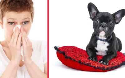 Cleaning Tips For Dog Allergies