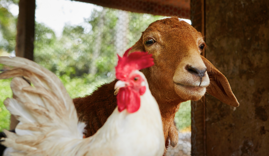 How a Farm Animal CareTaker Can Help You