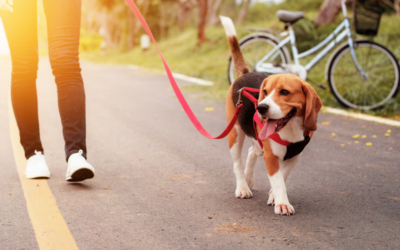 Pet Walking: A Key Component of a Healthy and Happy Pets Life