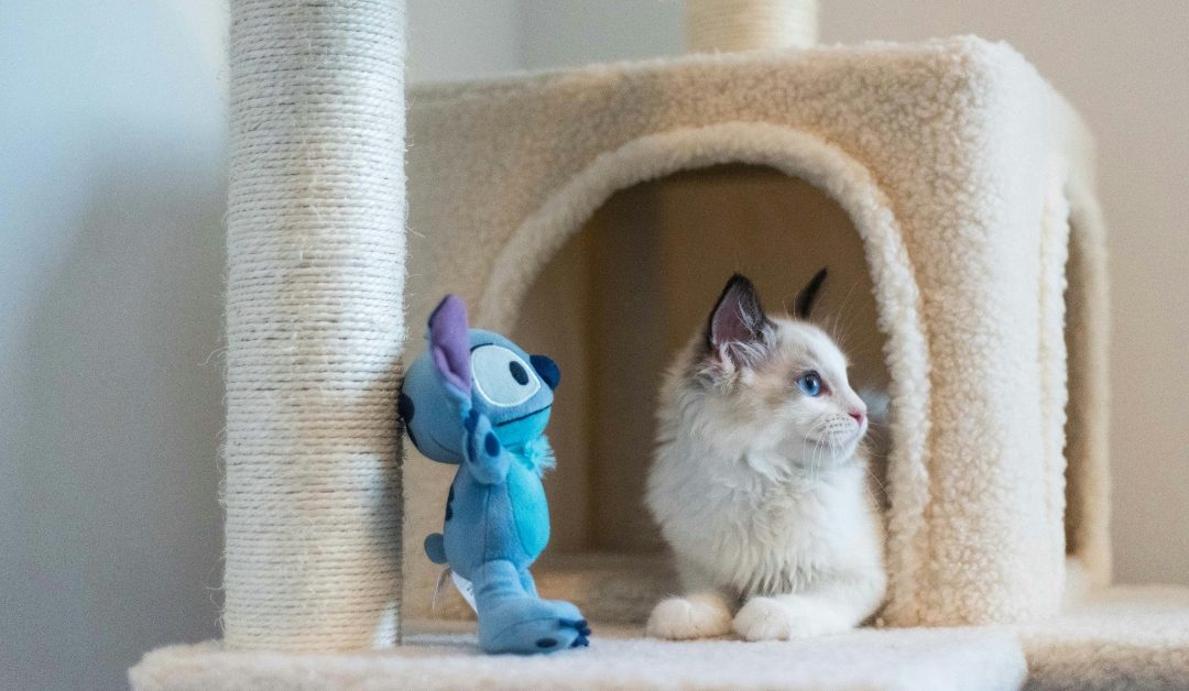 Cat Sitter vs. Friend or Neighbor: Why Professional Care Matters