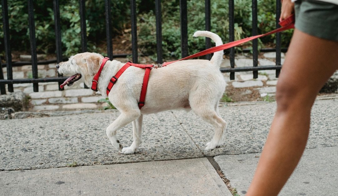 Daily Dog Walks vs. Daycare: What’s Best for Your Pup?
