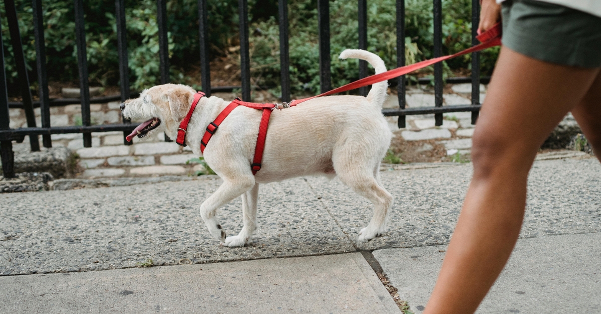 daily dog walks | Berks Pet Care