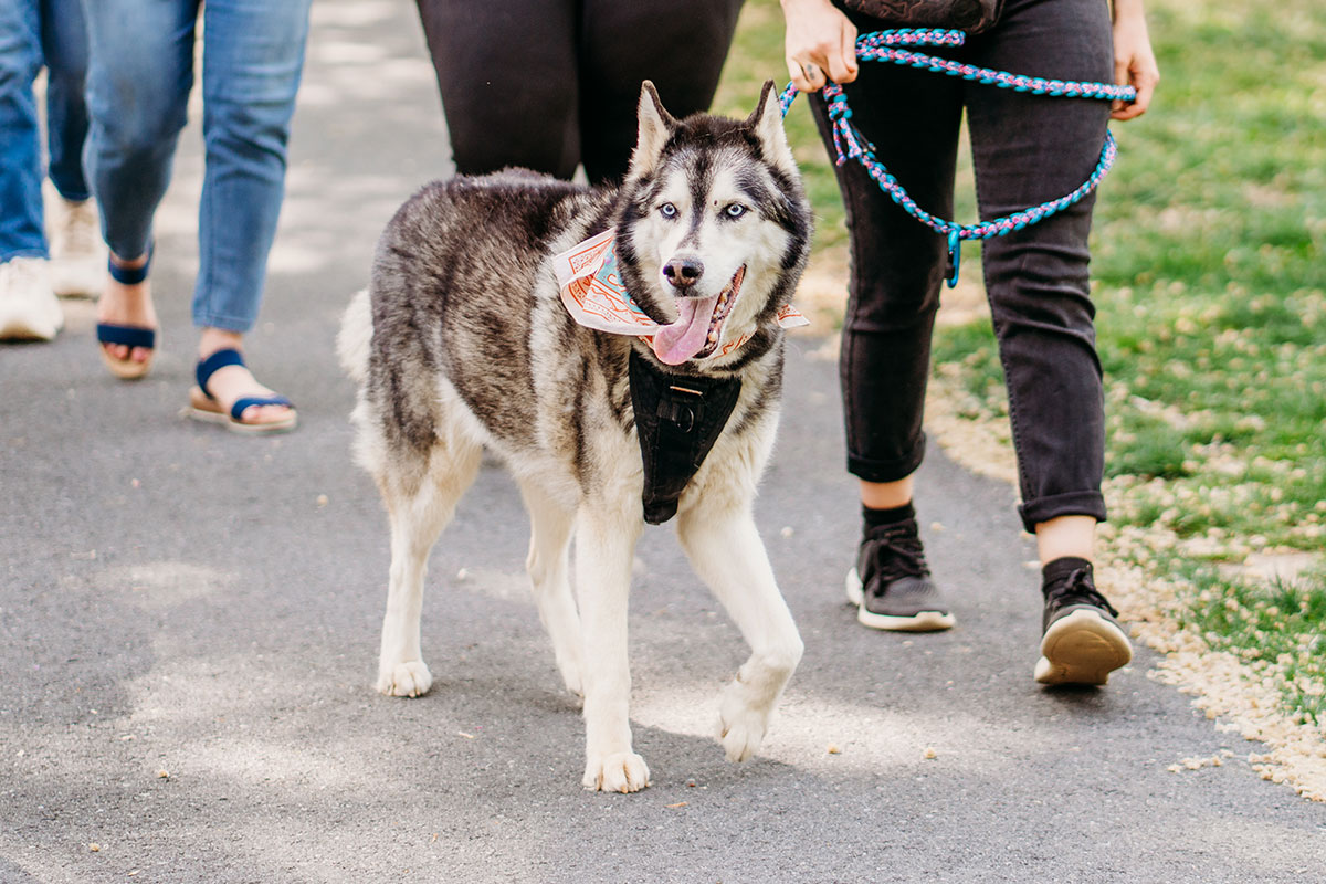 Dog Walking | Berks Pet Care Dog Walking | Berks Pet Care