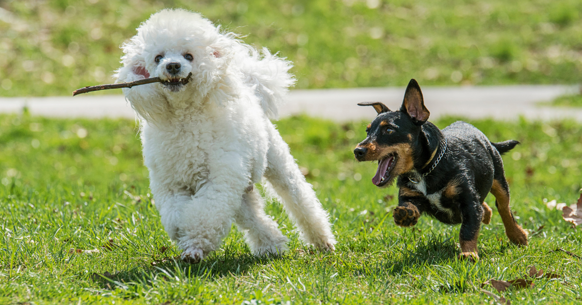 Dog Park Safety | Berks Pet Care