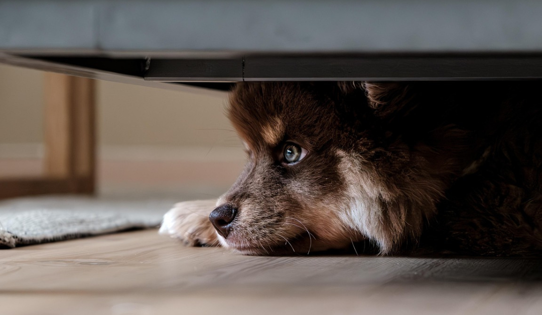 Pets and Fireworks: How to Keep Your Furry Friends Calm and Safe This Summer
