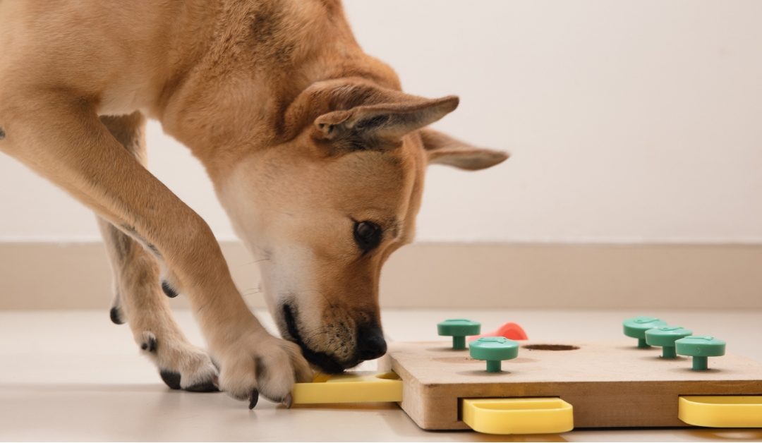 Pet Enrichment Ideas from a Professional Pet Sitter