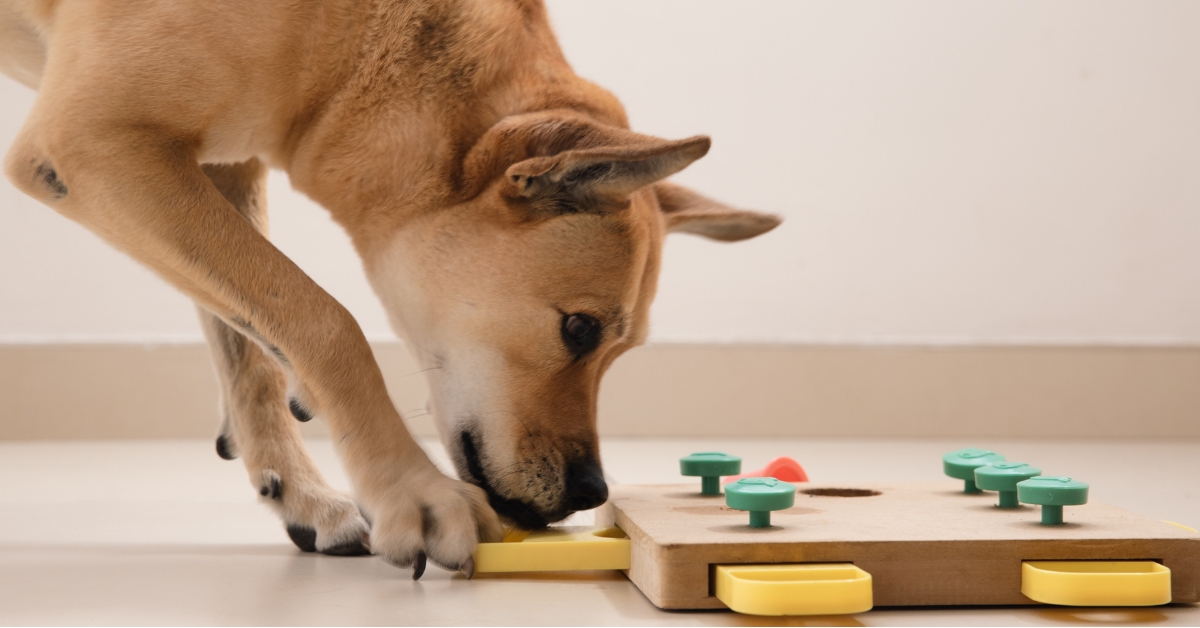 Pet Enrichment Ideas | Berks Pet Care
