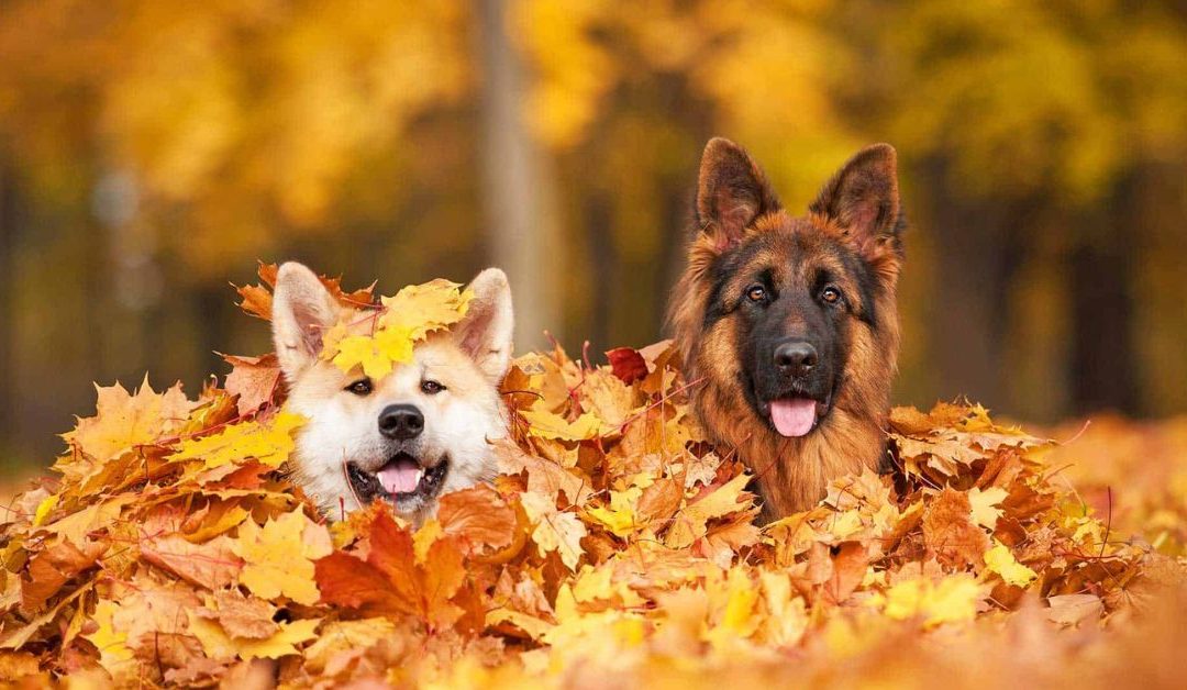 Fall Pet Safety Tips: Keeping Your Pets Happy and Healthy This Autumn