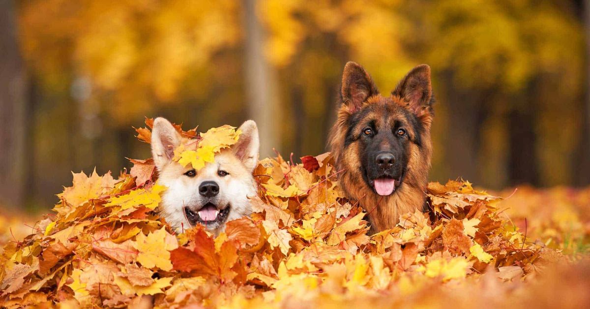 fall pet safety tips