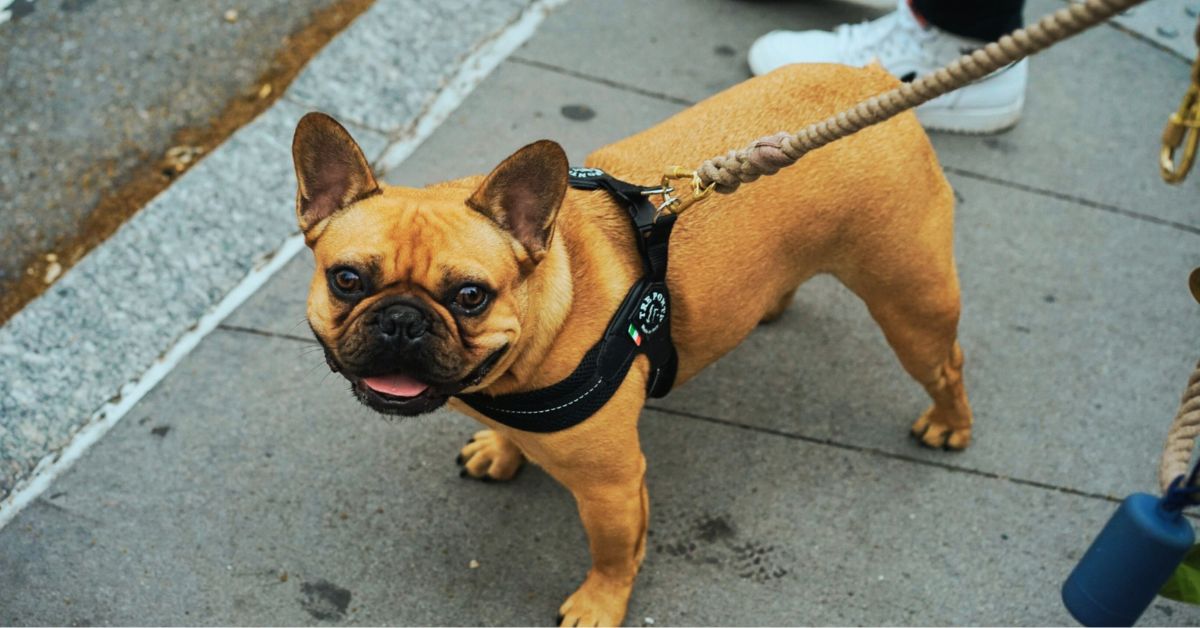 How Midday Dog Walks Improve Your Dog’s Behavior