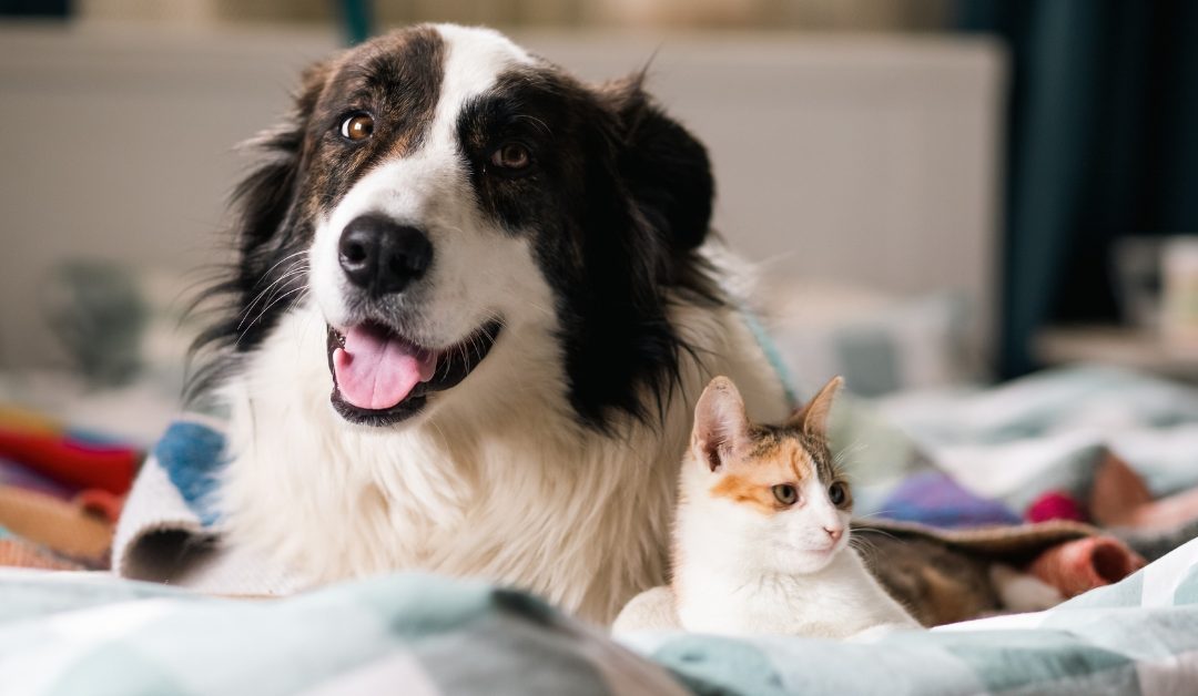 Why In Home Pet Sitting Is Less Stressful Than Boarding