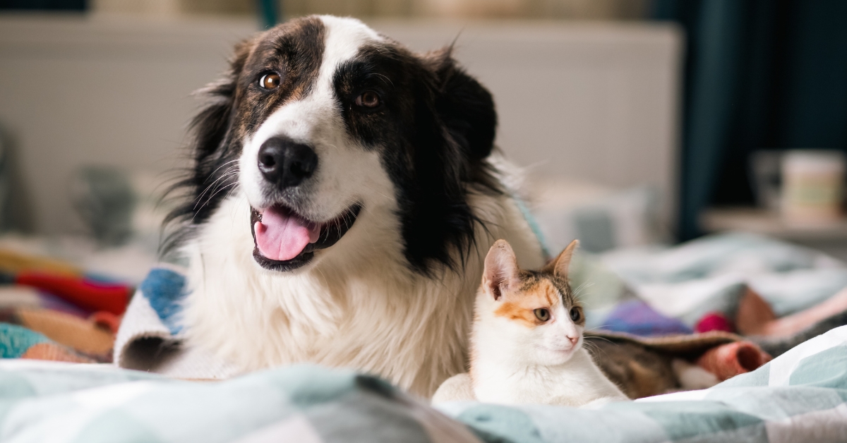 in home pet sitting | Berks Pet Care