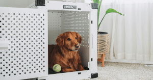 pet safety products