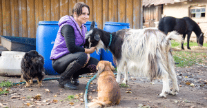 pet sitting farm animals