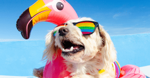 summer pet safety